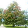 maple at chatsworth