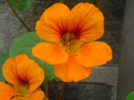 nasturtium