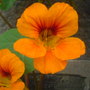 nasturtium