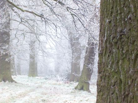 WOOD WHERE I WALK MY DOG IN MORNINGS