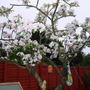 APPLE TREE IN BLOSSOM