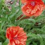 poppy (poppy)