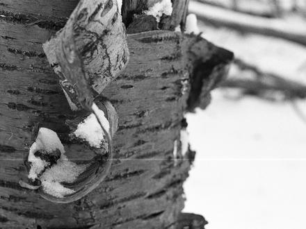 Curled bark (Betula papyrifera (Paper Birch))