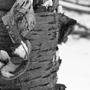Betula papyrifera