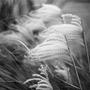 Phragmites australis