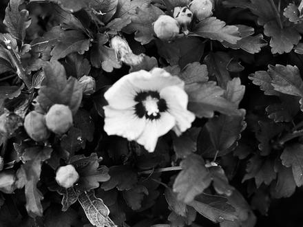 Rose of Sharon (Hibiscus syriacus)