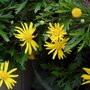 Euryops Sunshine
