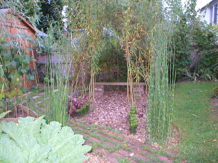 Willow Dome (Salix)