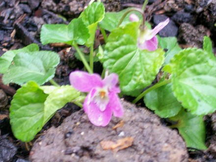 my first violet to appear (Viola odorata)