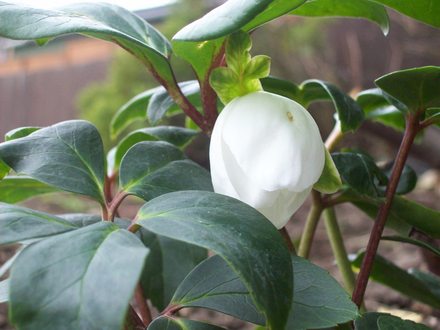 Helleborus NIGER!!!!