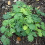 800px-mimosa_pudica_open