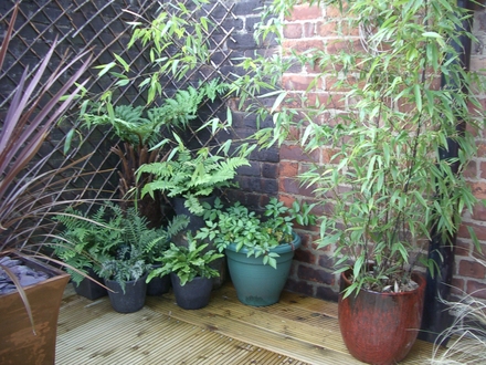 Bamboo & Ferns (Phyllostachys nigra)