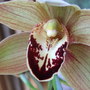 Last_cymbidium_2