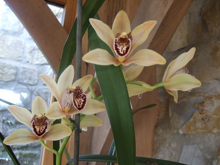 Cymbidium 'Les Landes' (Cymbidium)