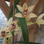 Cymbidium_full_out