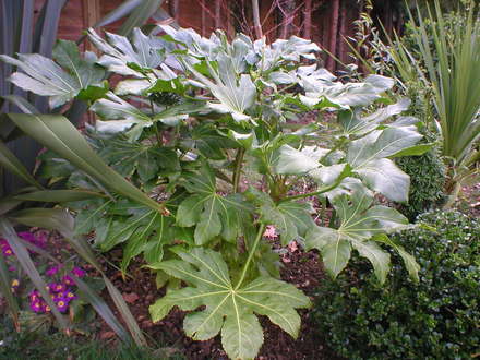 Fatsia (Fatsia japonica (Japanese aralia))