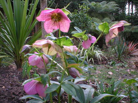Helleborus (Helleborus)