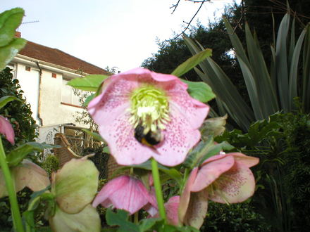 Bee visiting Helleborus (Helleborus)