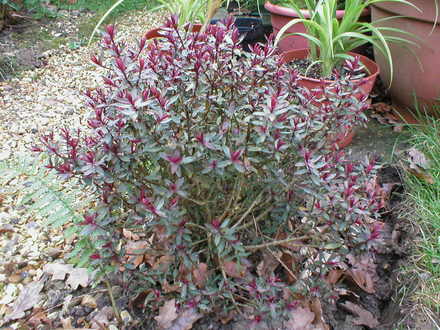 Hebe (Hebe 'Caledonia')