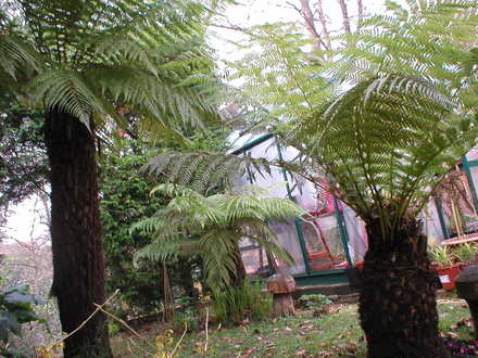 Tree ferns (Dicksonia antarctica (Soft tree fern))