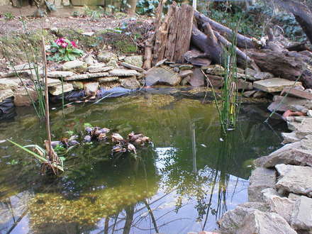 Our pond