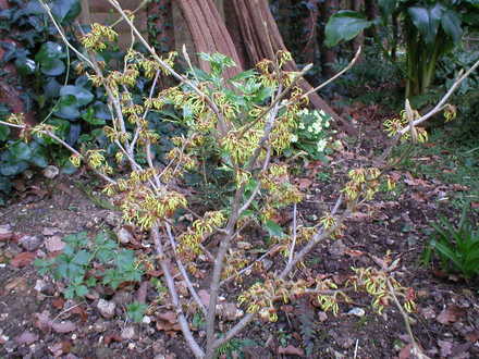 witch hazel (Hamamelis x intermedia (Witch hazel) 'Arnold Promise')