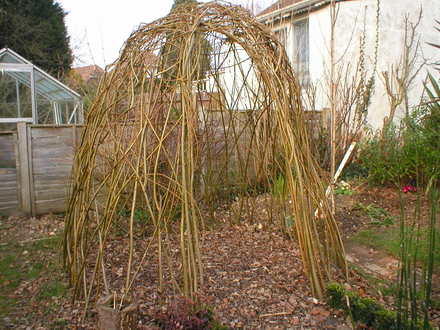 Willow dome (salix)