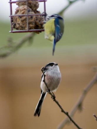 Long Tailed Tit