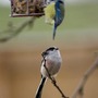 Long Tailed Tit