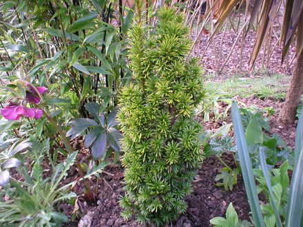 Irish yew (Taxus baccata Fastigiata Aurea(Yew))