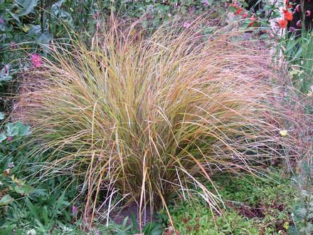 Calamagrostis arundinacea (Calamagrostis arundinacea)