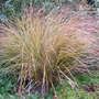 Calamagrostis arundinacea