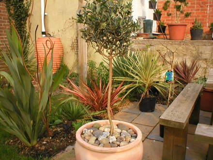 Olive (Olea europaea)