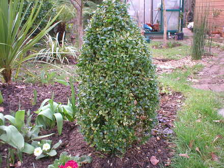 box (Buxus sempervirens (Common box))