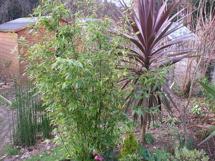 bamboo (Phyllostachys nigra (Black bamboo))