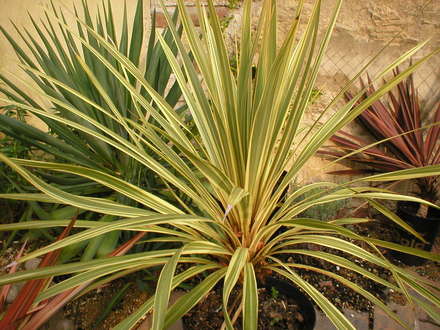 Cordyline (cordyline)