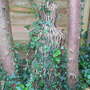 Willow man covered in ivy