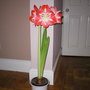 Christmas Amaryllis (Hippeastrum)