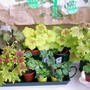 New_babies_1