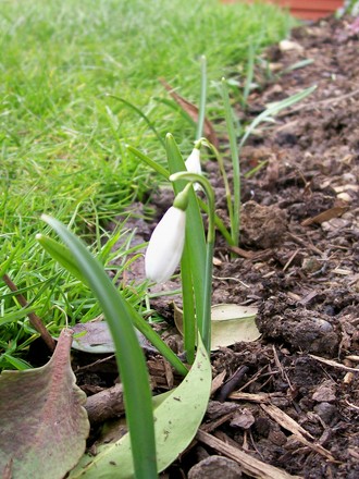 Snowdrops (Galanthus nivalis)