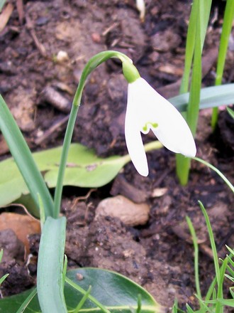 Snowdrop (Galanthus nivalis)