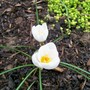 Crocus 'Snow Bunting' (Crocus chrysanthus (Crocus))
