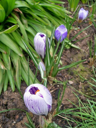 Lilac lovely's