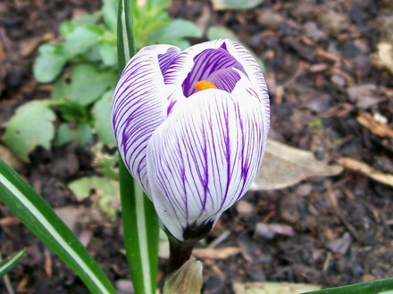 Stripy Crocus (Crocus vernus (Dutch crocus))