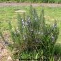 Rosemary