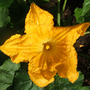 Courgette Flower