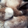 All Fur and Paws