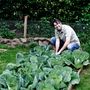 Cabbages