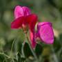 Sweet Pea