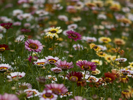 Cosmos? (Cosmos bipinnatus (Cosmos))